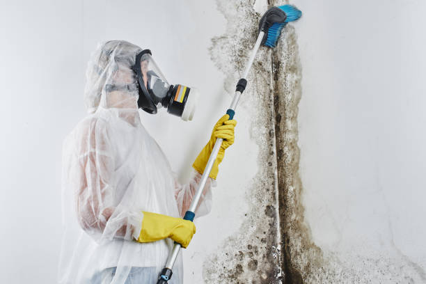 Best Mold Remediation for Specific Building Types in Cuero, TX