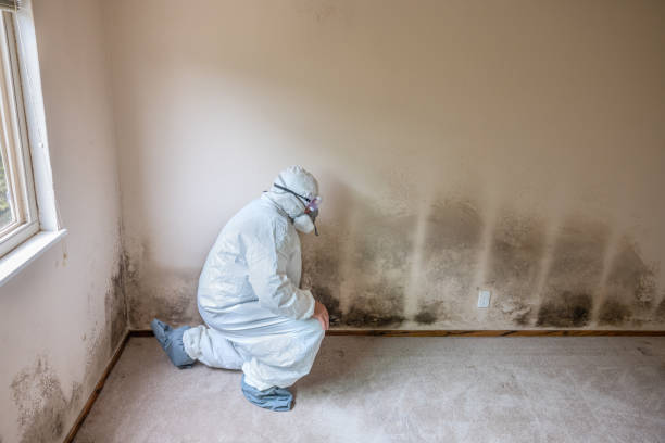 Best Attic Mold Remediation in Cuero, TX