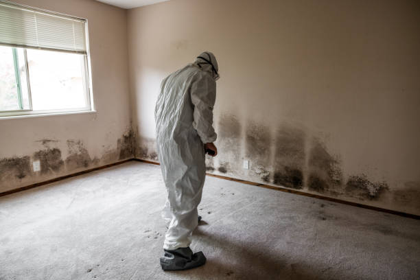 Best Post-Flood Mold Remediation in Cuero, TX